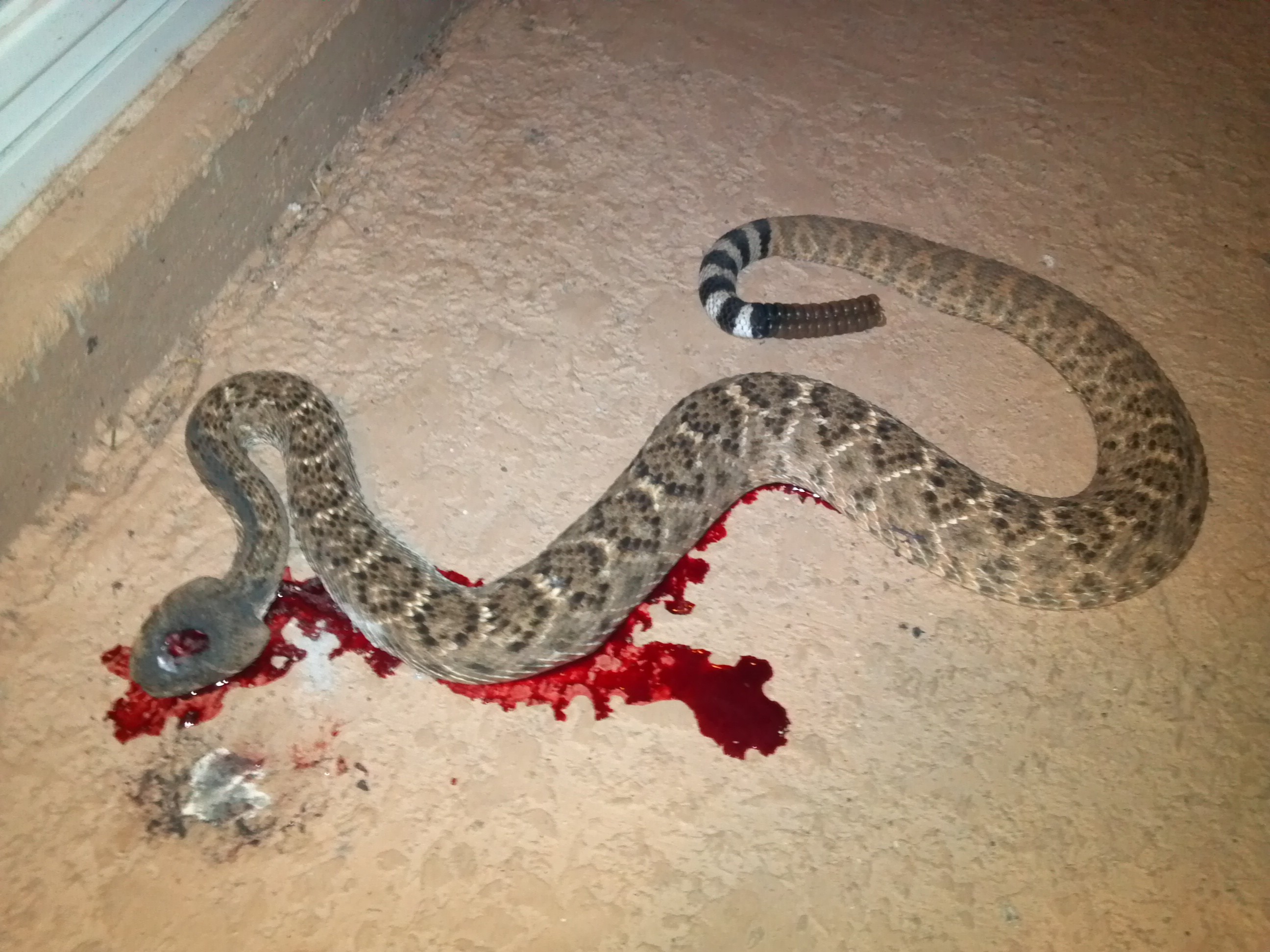Rattlesnake On the Grill By Scott Mayer Gun Blog