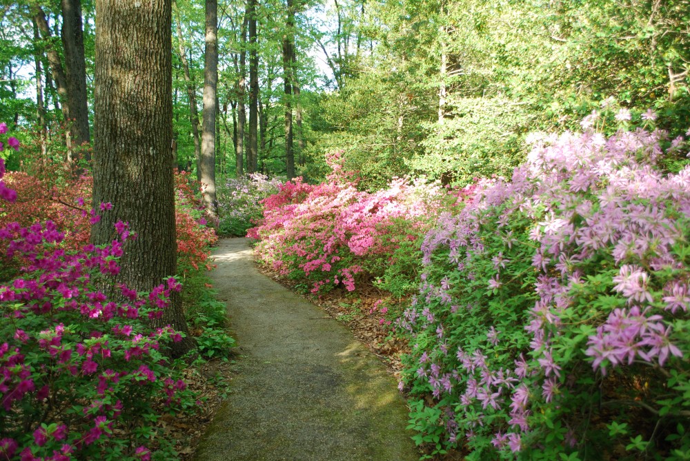 A Garden For the Trees……… Part II Jenkins Arboretum « John Bartram Lives!