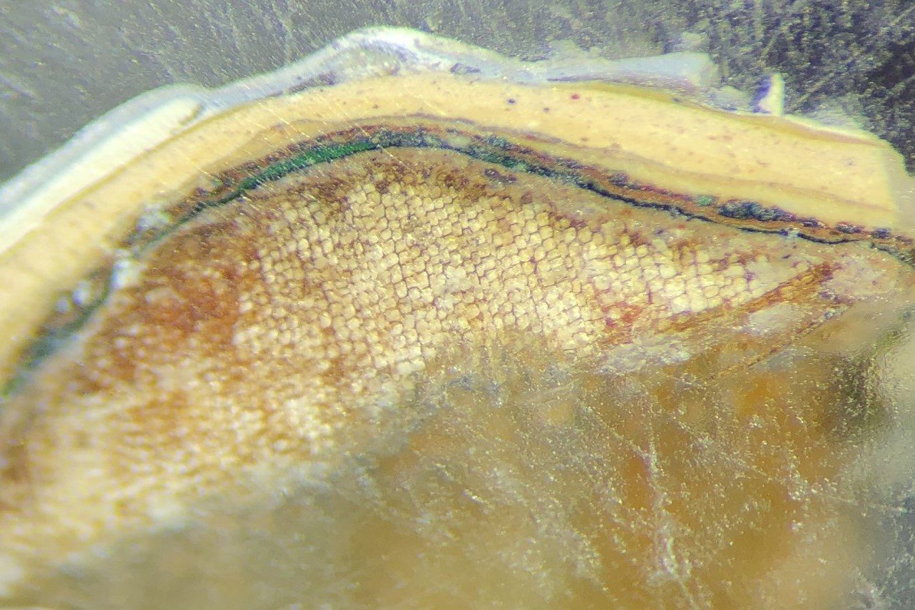 Paint Microscopy Examination Role in Historic Paint Analysis