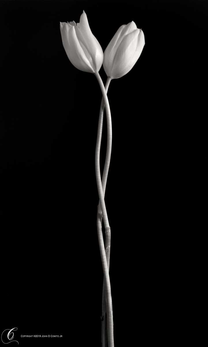 Entwined Comito Photographic Arts