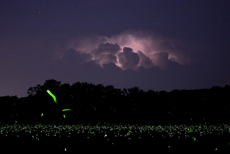 Lightning Bugs Harmful at Irene Littleton blog
