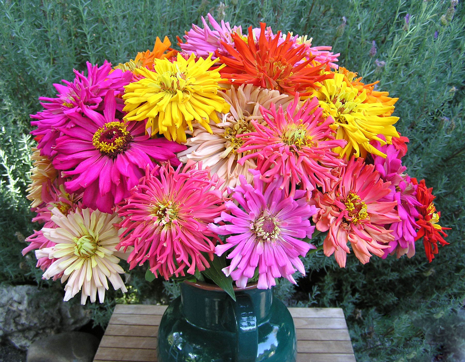 Best Zinnias for Cut Flowers John Denson's World of Gardens