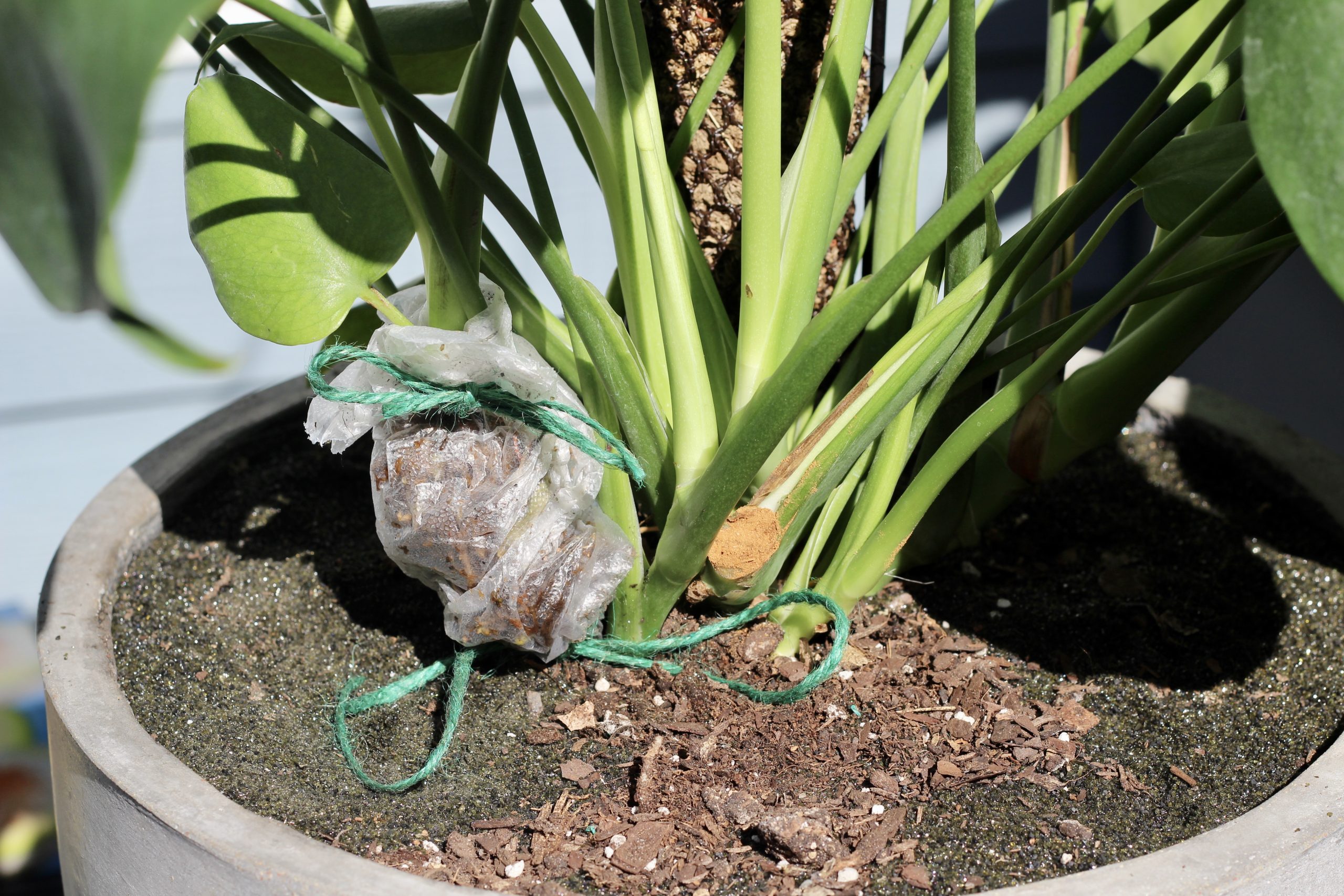 Propagating Possibilities Unlocking the Magic of Monstera Deliciosa