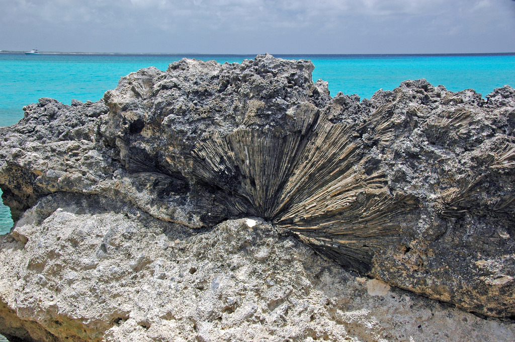 Fossil reef John Englander Sea Level Rise Expert