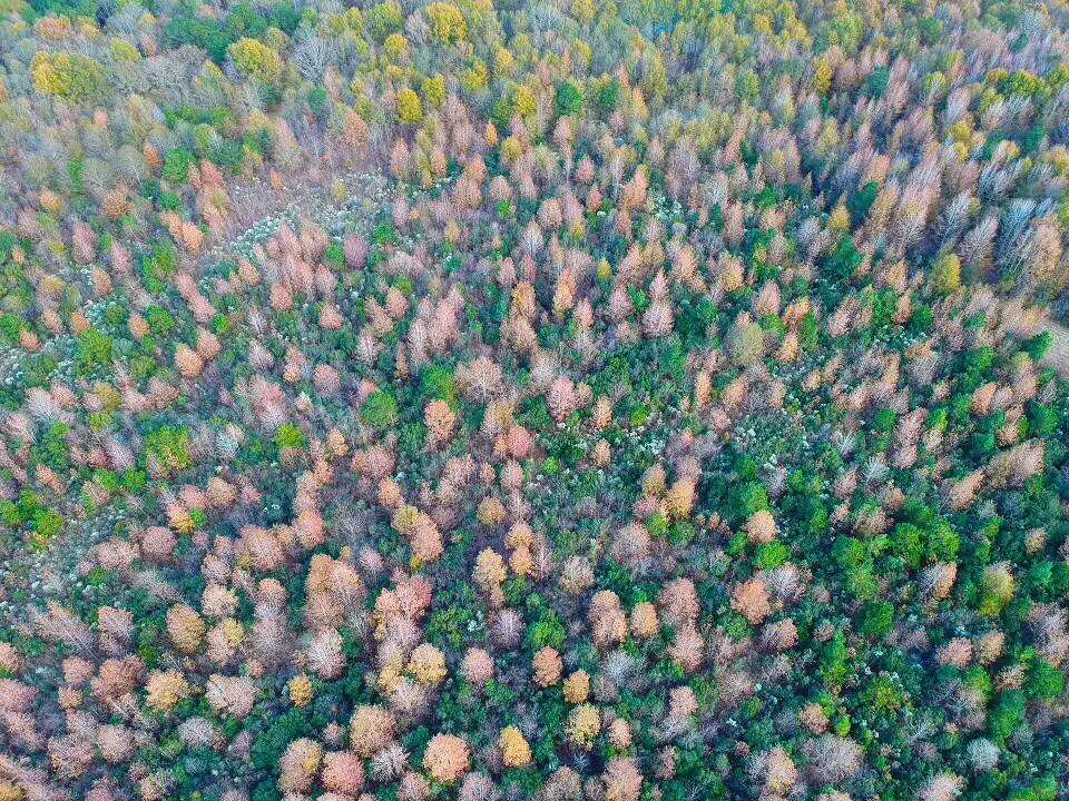 Cecil Property Land for Sale Alabama Land Company