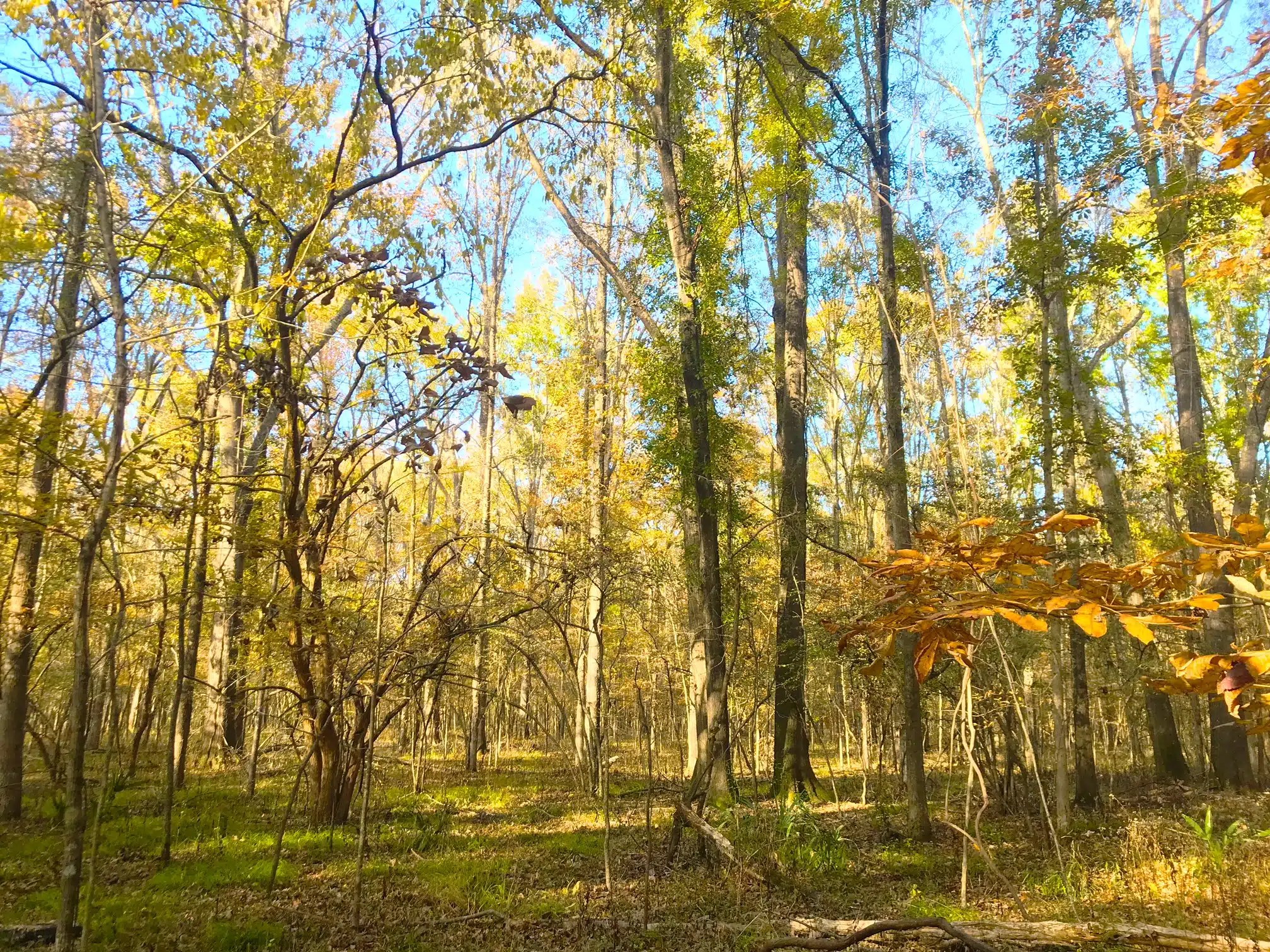 Cecil Property Land for Sale Alabama Land Company