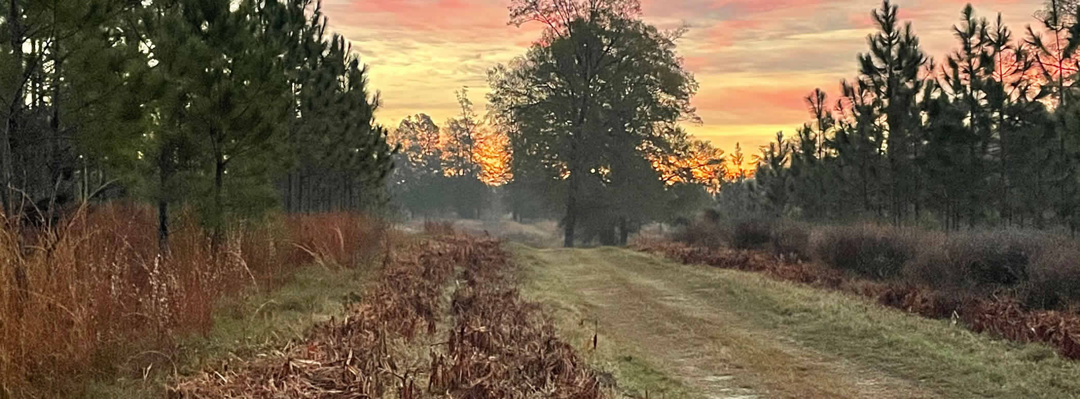 John Hall Land for Sale Alabama Land Company