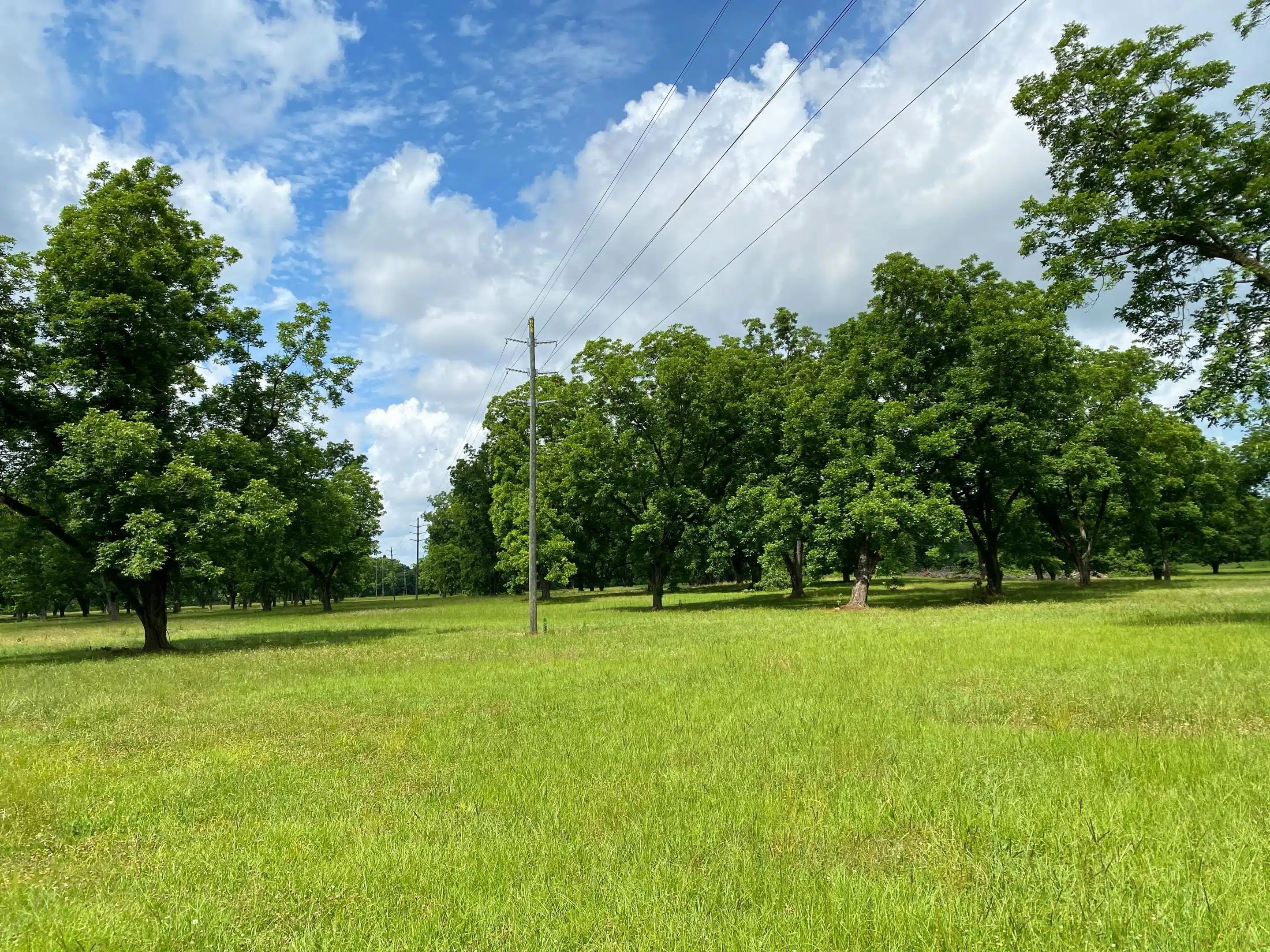 Tallapoosa River Orchard Land for Sale Alabama Land Company
