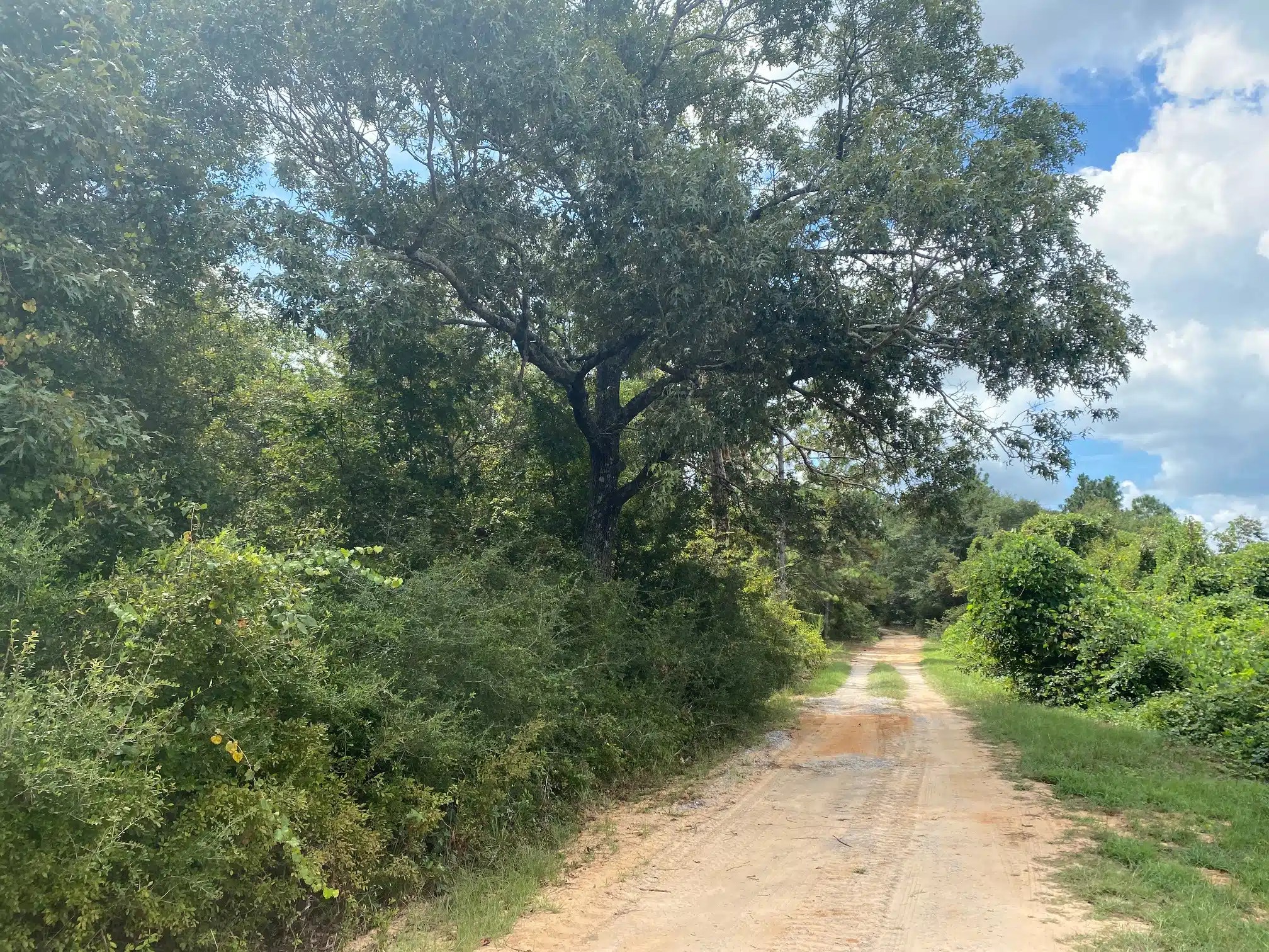 Rural Residential Land for Sale Alabama Land Company