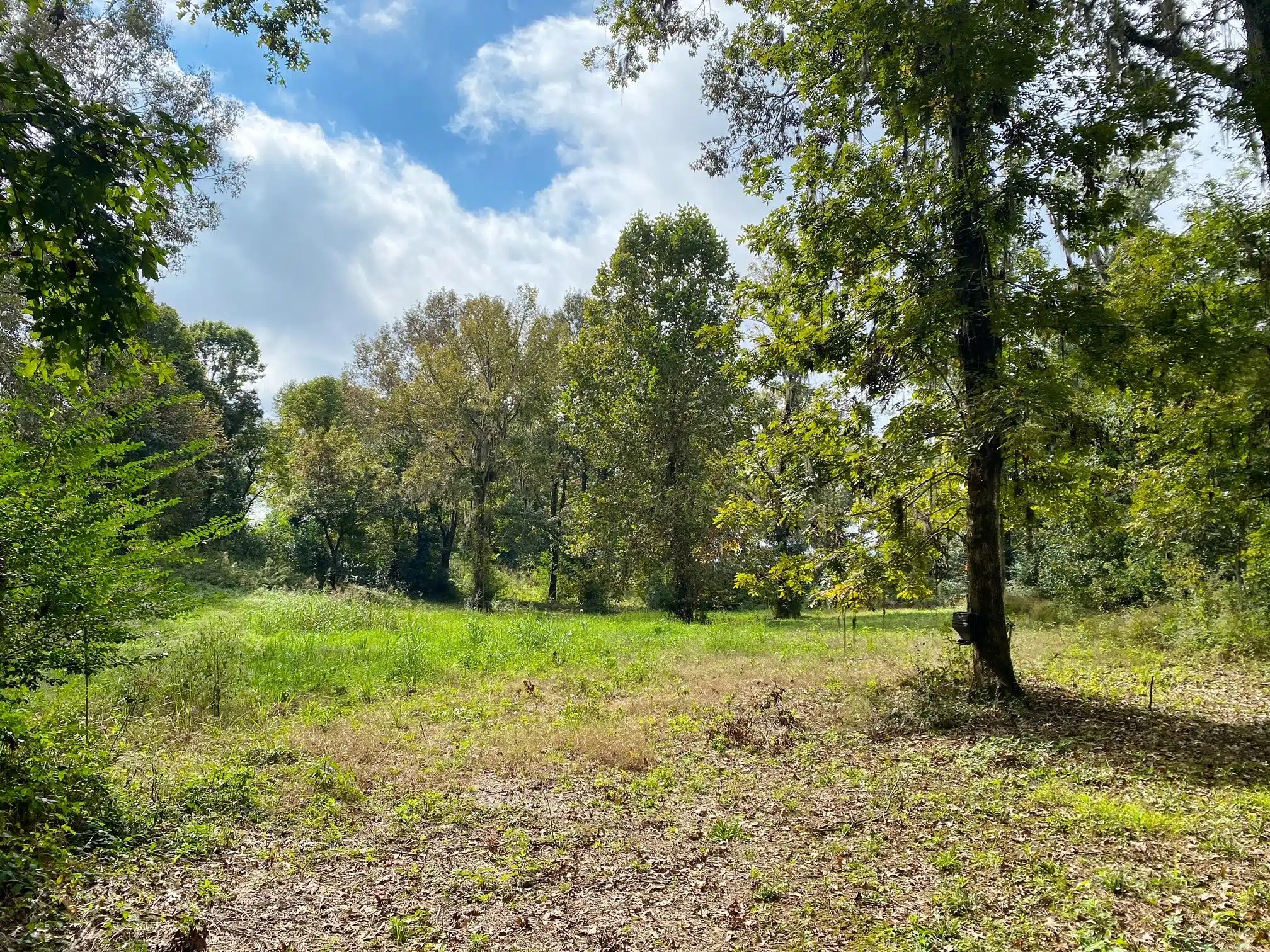 Merging Rivers Farm Land for Sale Alabama Land Company