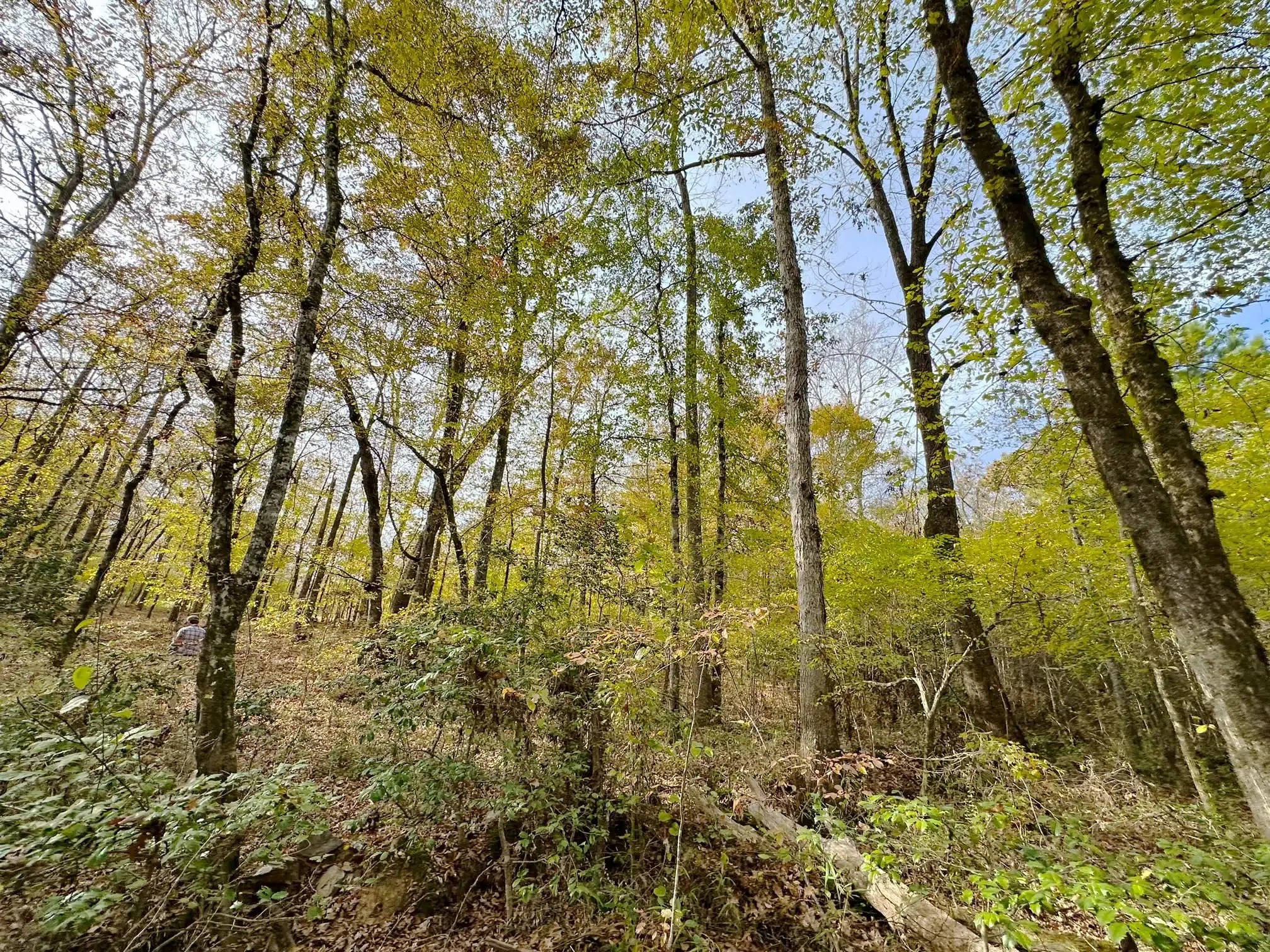 Hatchett Creek Land for Sale Alabama Land Company