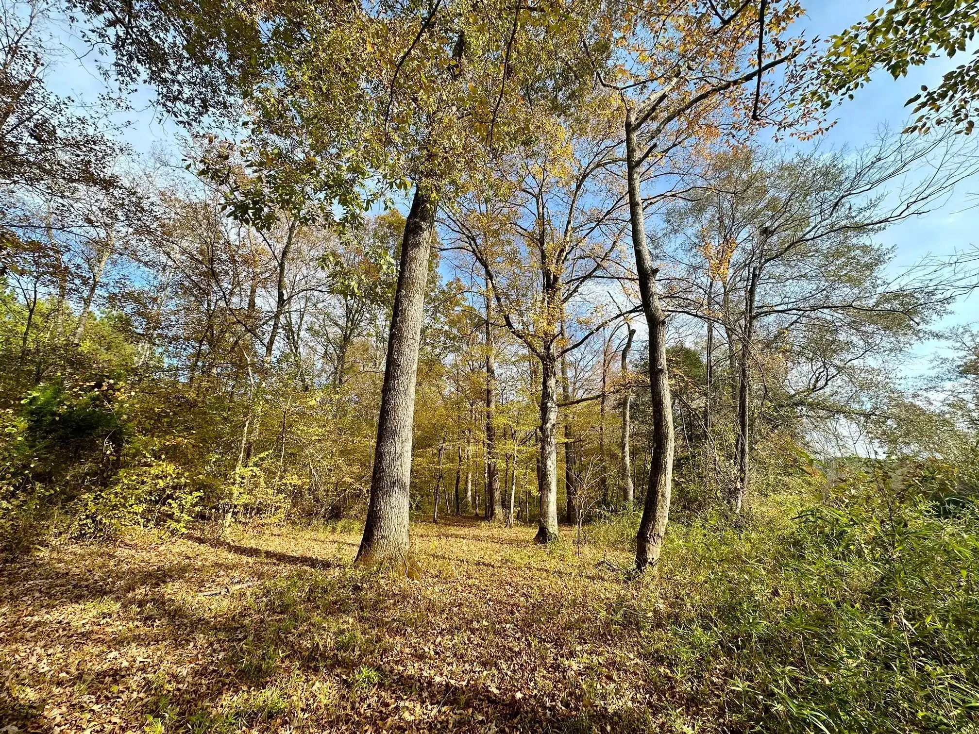 Hatchett Creek Land for Sale Alabama Land Company