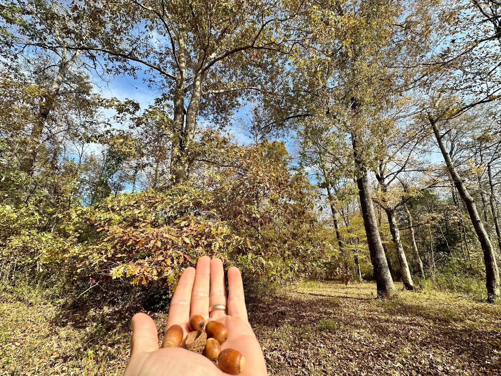 Hatchett Creek Land for Sale Alabama Land Company