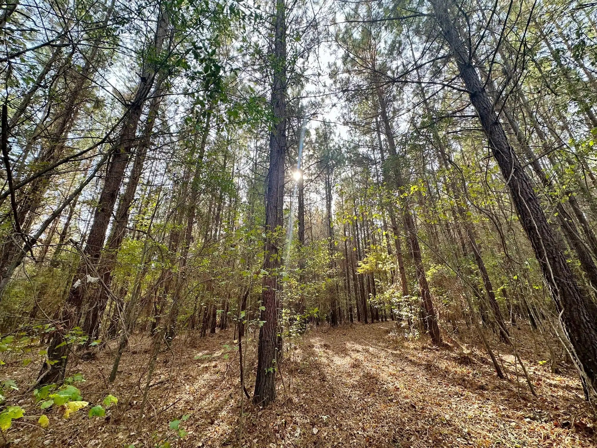 Hatchett Creek Land for Sale Alabama Land Company