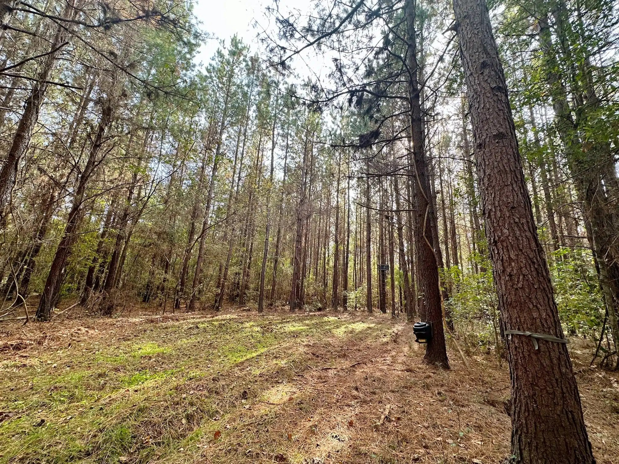 Hatchett Creek Land for Sale Alabama Land Company