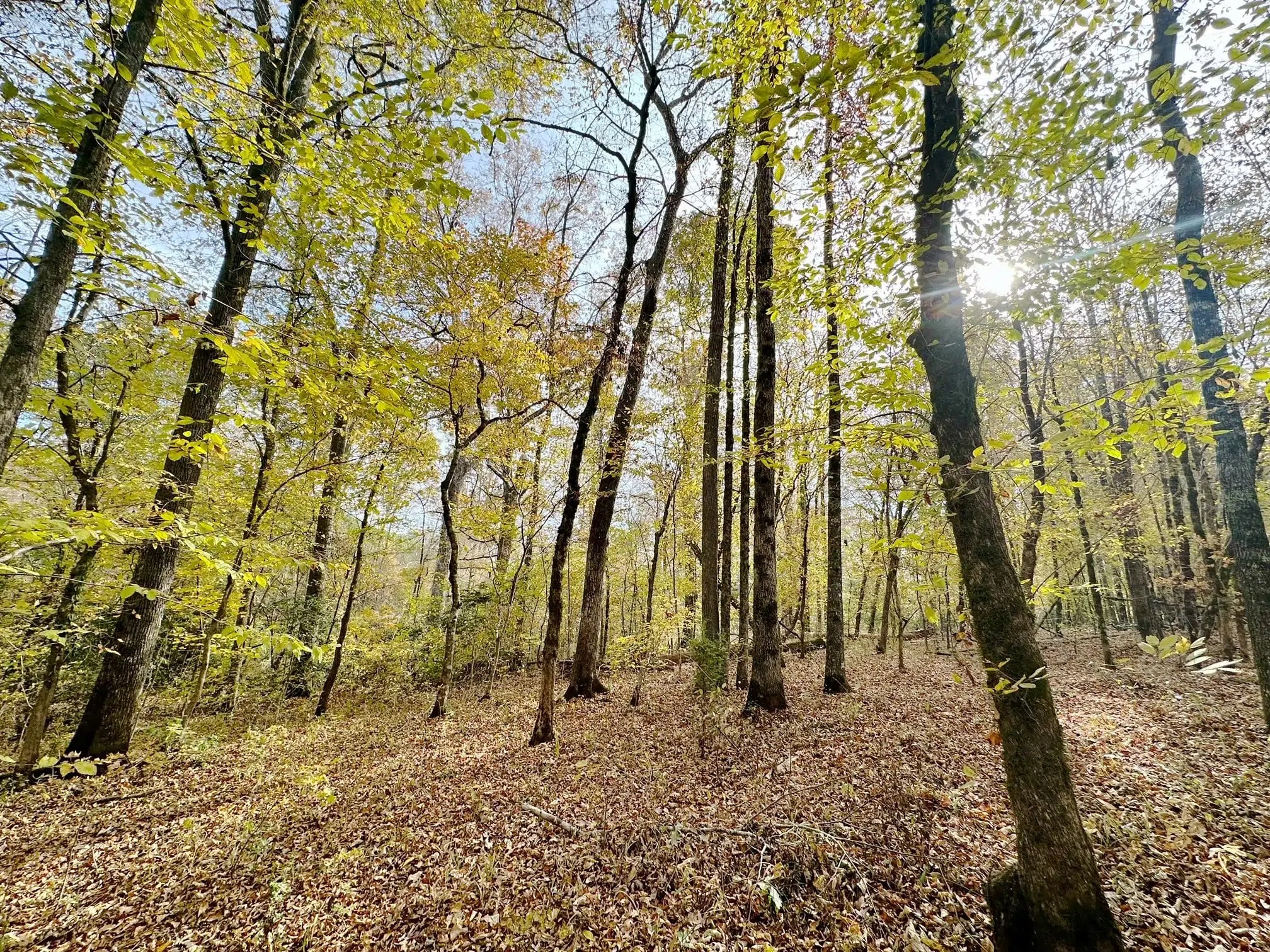 Hatchett Creek Land for Sale Alabama Land Company