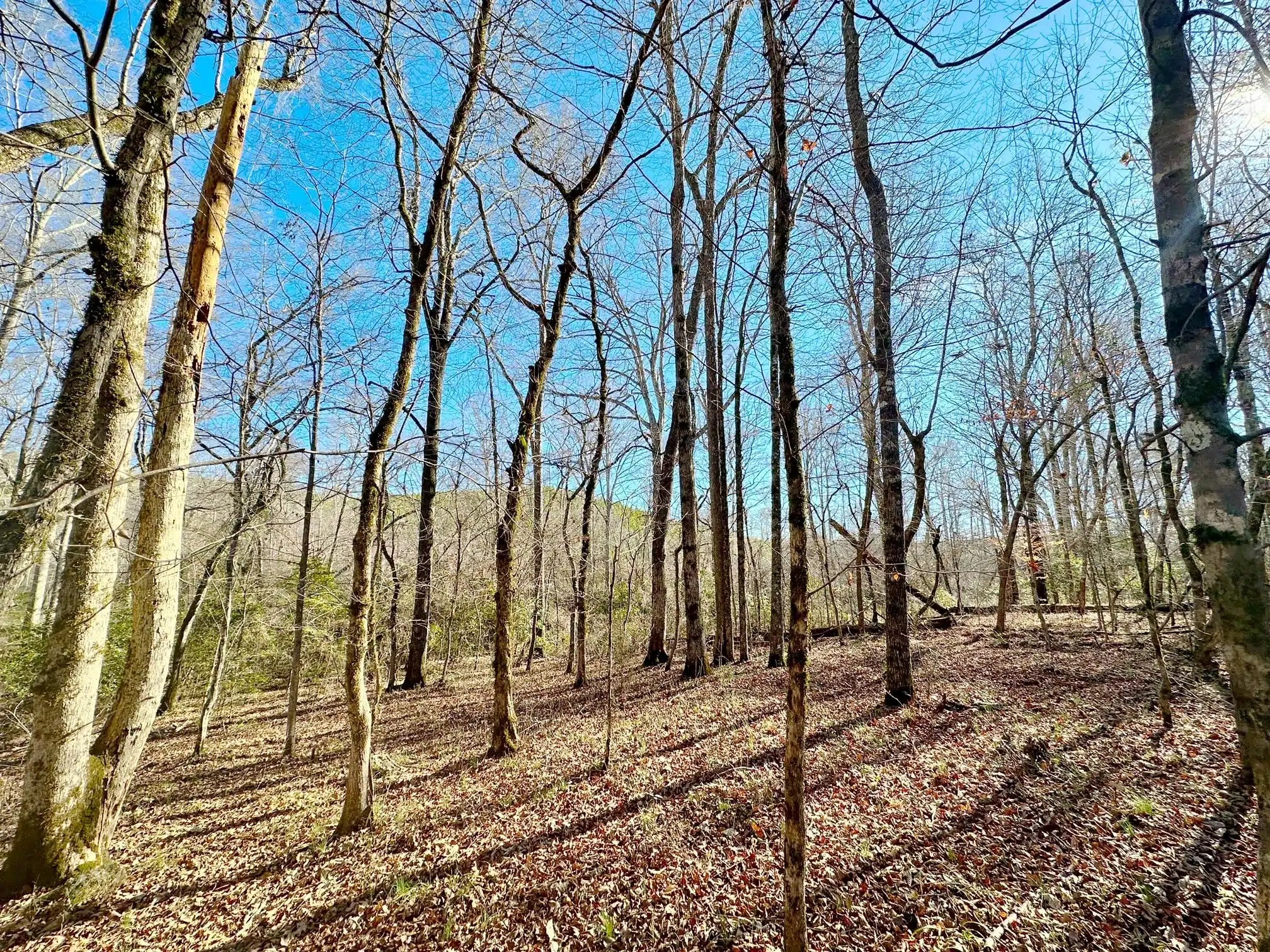 Hatchett Creek Land for Sale Alabama Land Company