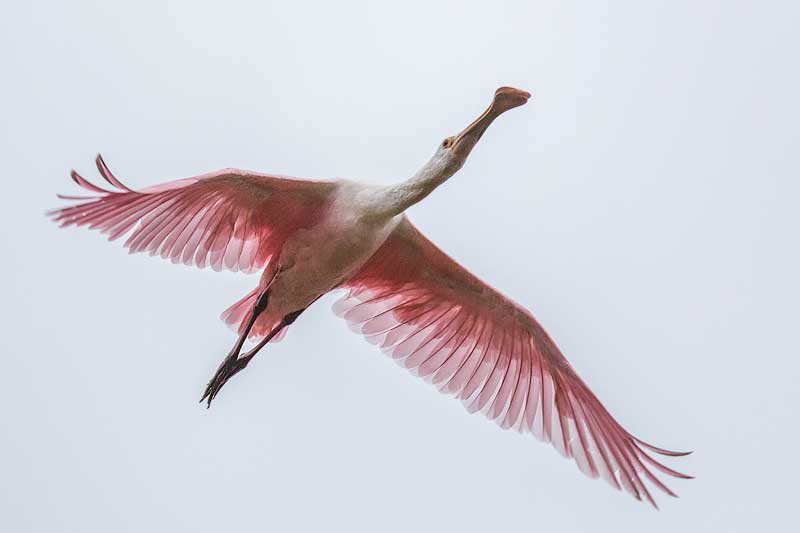 Pink Overhead Today's Catch