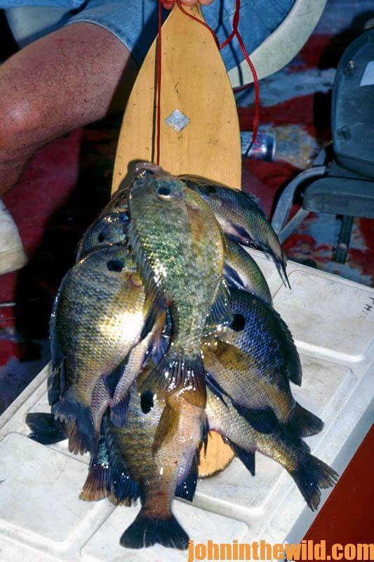 Bream Pond Lots For Sale at Ashley Leibowitz blog