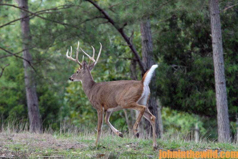 Bobby Cook’s Alabama Truck Buck Deer John In The WildJohn In The Wild