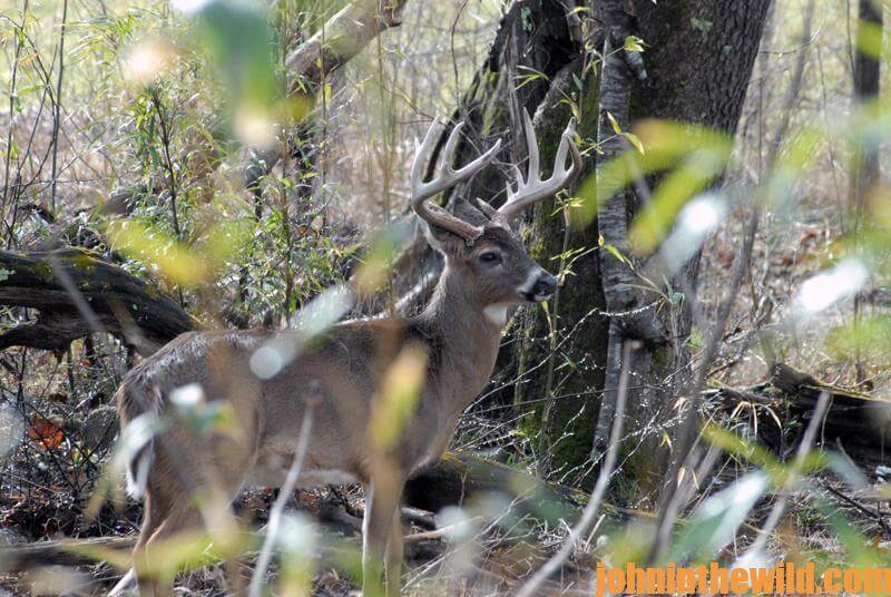 How to Hunt Deer in Swamps John In The WildJohn In The Wild John E