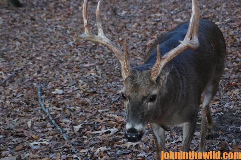 Moon Phase Does or Doesn’t Affect Deer Hunting John In The WildJohn