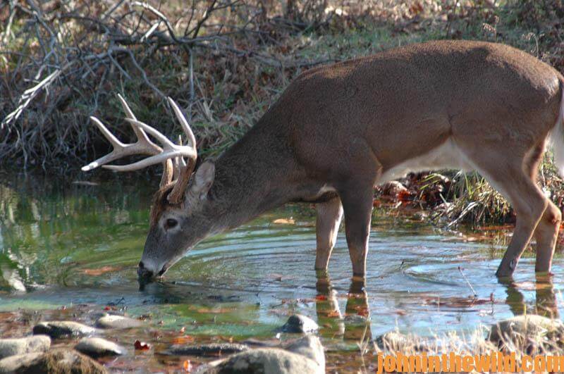 Scientists Tell about Deer Hunting by the Moon John In The WildJohn