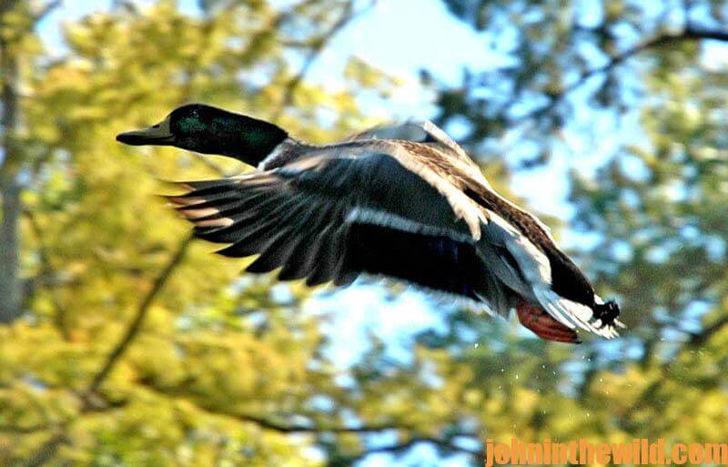 Why to Hunt Ducks by Bushwhacking Them John In The WildJohn In The