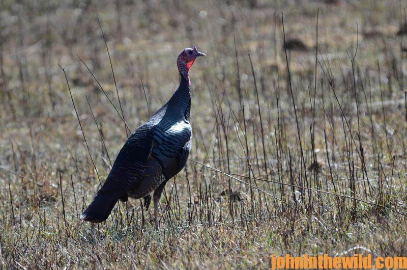 J. R. Keller Answers Turkey Hunting Questions John In The WildJohn In