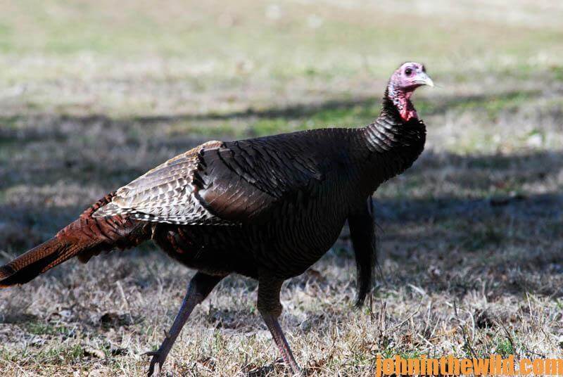 Silent Turkeys How to Hunt These Gobblers with Steve Coon John In