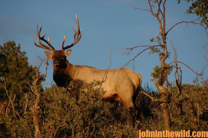 A Long Bow Shot on a Bulk Elk in a National Forest John In The