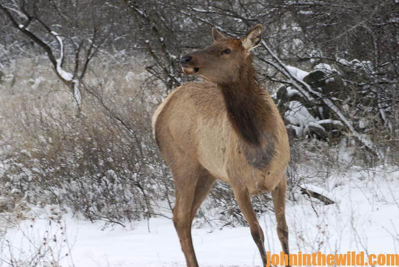 You Should Hunt Cow and Spike Elk John In The WildJohn In The Wild