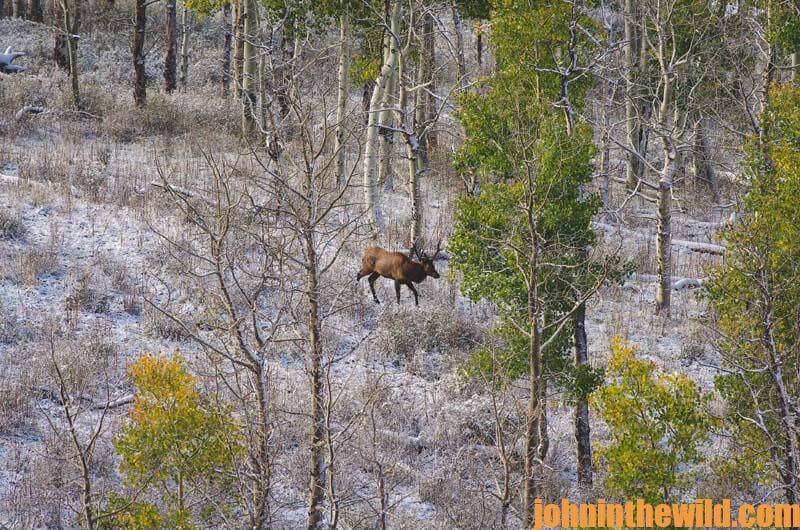 You Can Hunt Public Land Elk Successfully in Utah and New Mexico John