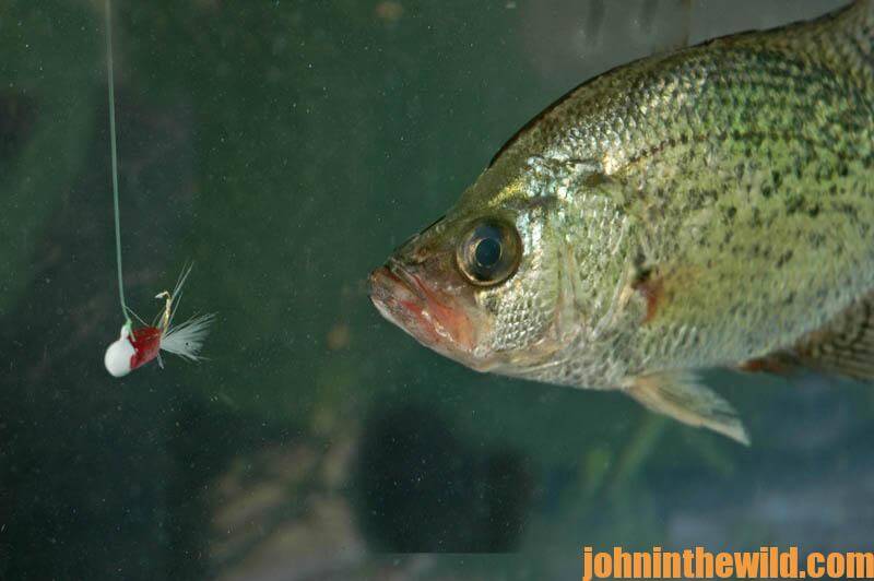 Learn Why Alabama’s Aliceville Lake Is a Fall and Winter Crappie Hot