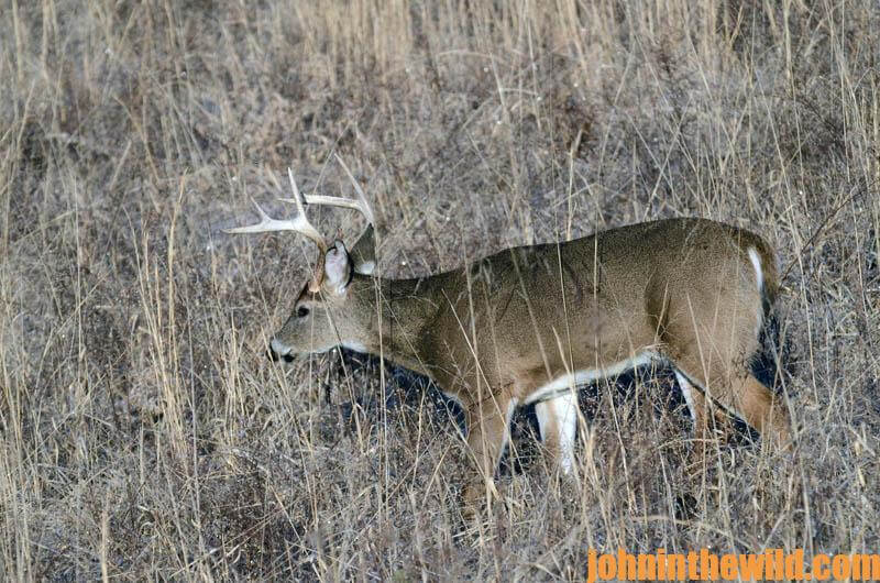 Build Trails for Deer through Thick Cover John In The WildJohn In The