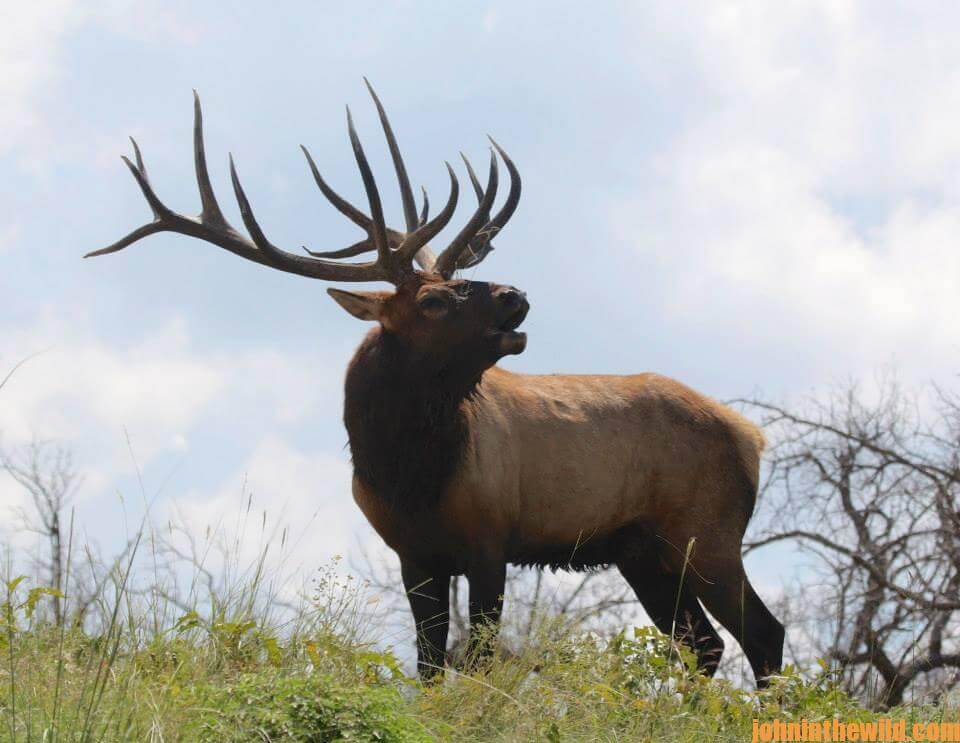 The Hunt for Hook The Record Book Bow Elk with Pat Reeve Day 2 The