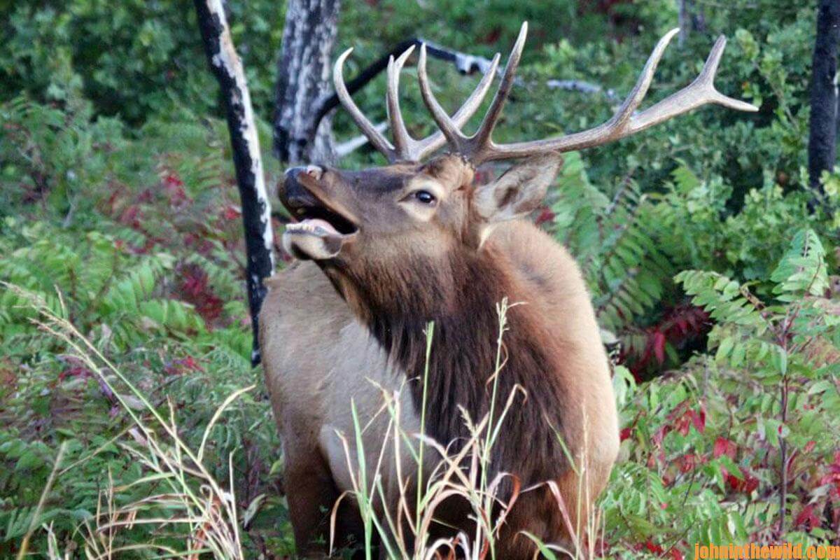 Hunting PublicLand Elk with Dieter Kaboth Day 1 PublicLand Archery Hunting for Elk John In