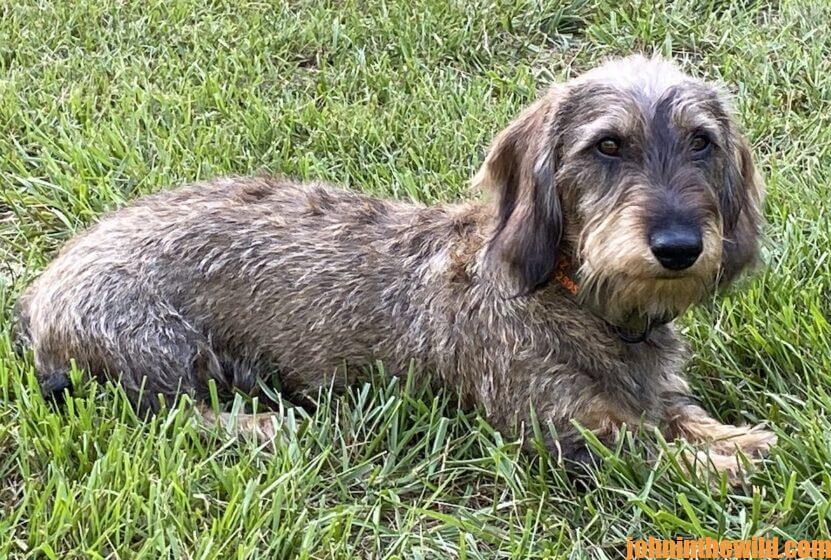 Using Dogs to Find Wounded Deer Day 4 Deer Tracking Dogs’ Breeds
