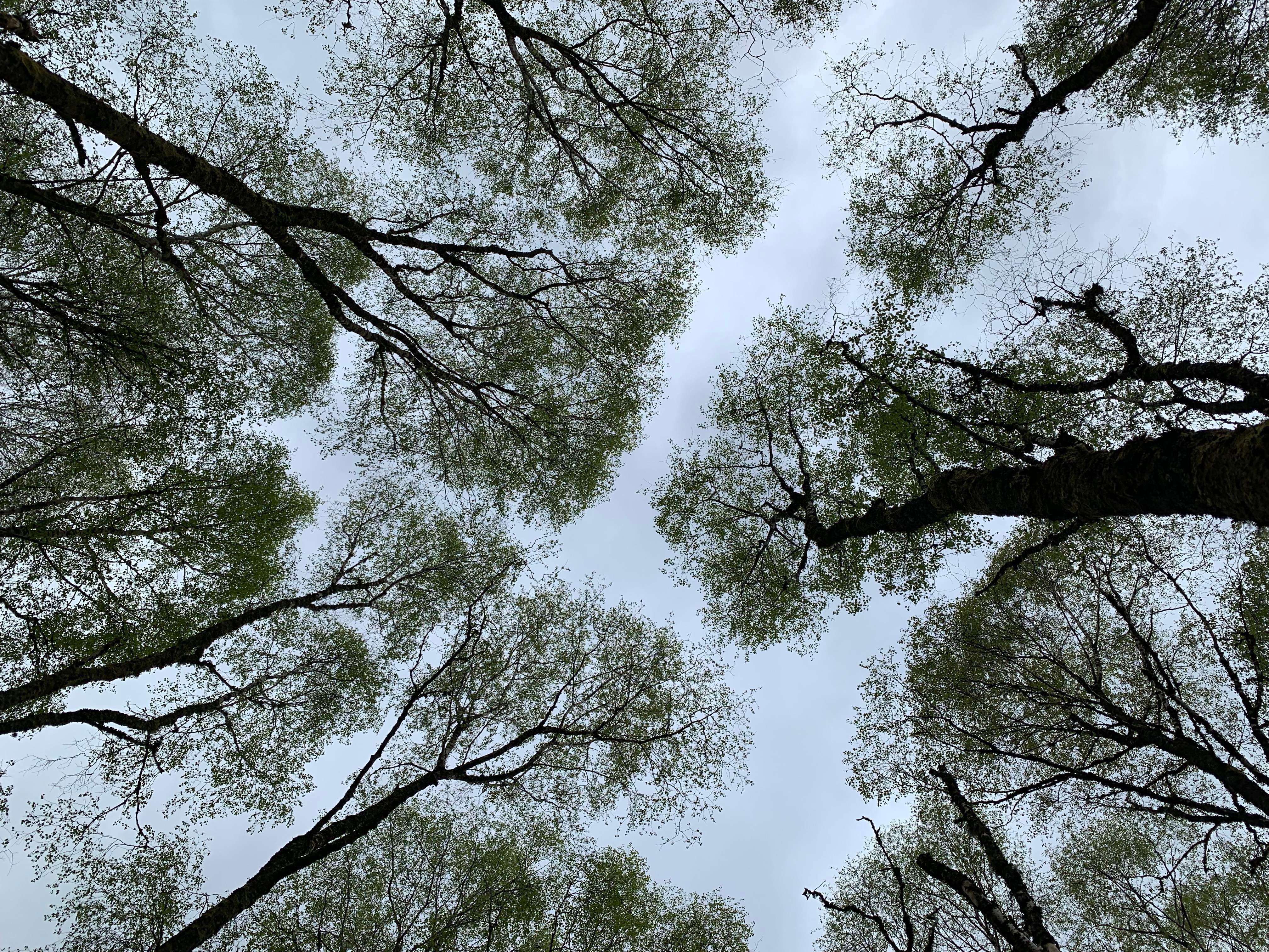 trees from below