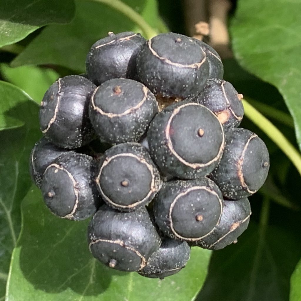 Ivy seeds