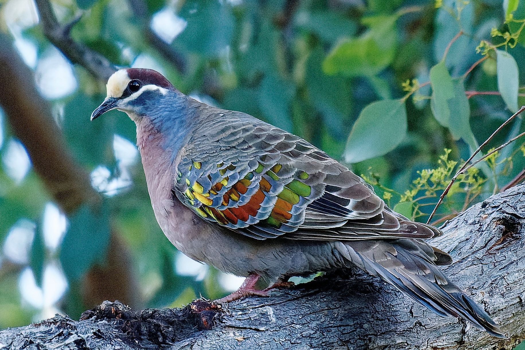 Connecting Country Bird Walk for Beginners Castlemaine Landcare Group