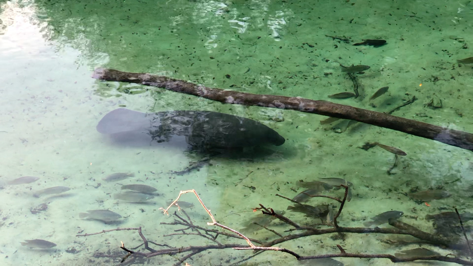 Manatee Springs State Park Campground Review Florida John Marucci On The Road