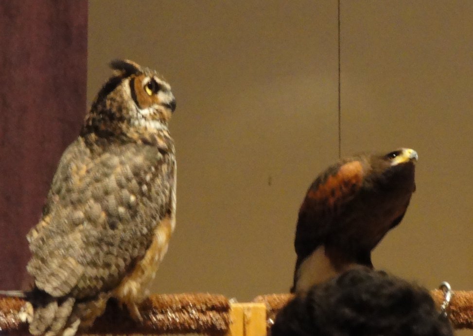Owls, Hawks & Falcons WorldWide Matel