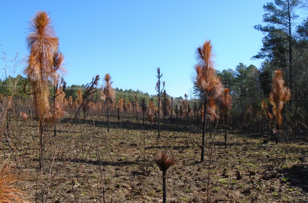 Pine burning plus one month WorldWide Matel