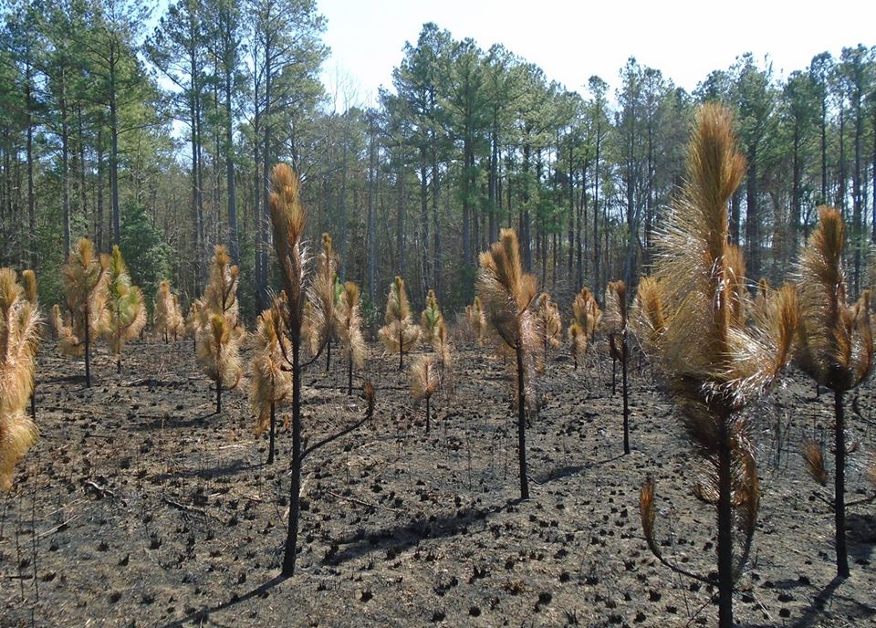 Pine burning plus two weeks WorldWide Matel