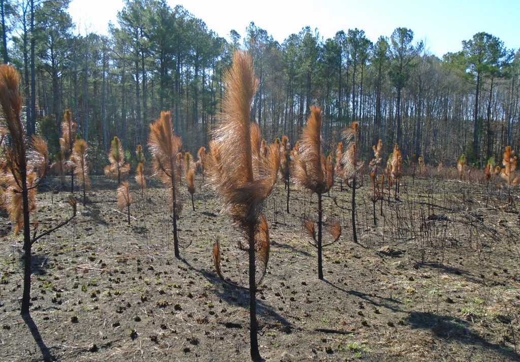 Pine burning plus one month WorldWide Matel