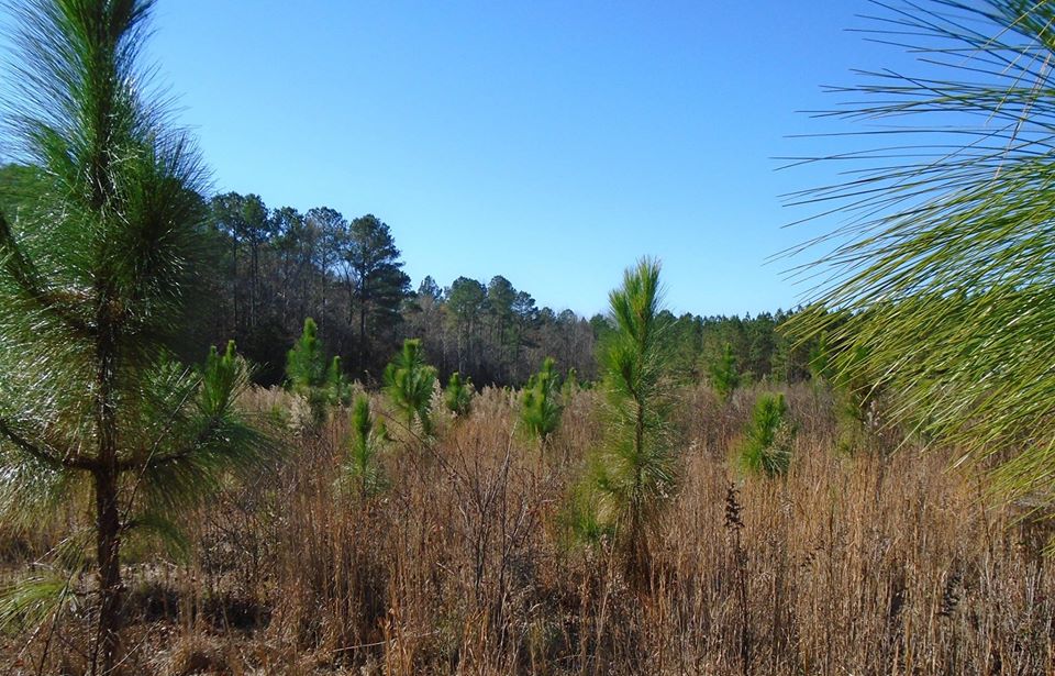 Pine burning plus two weeks WorldWide Matel