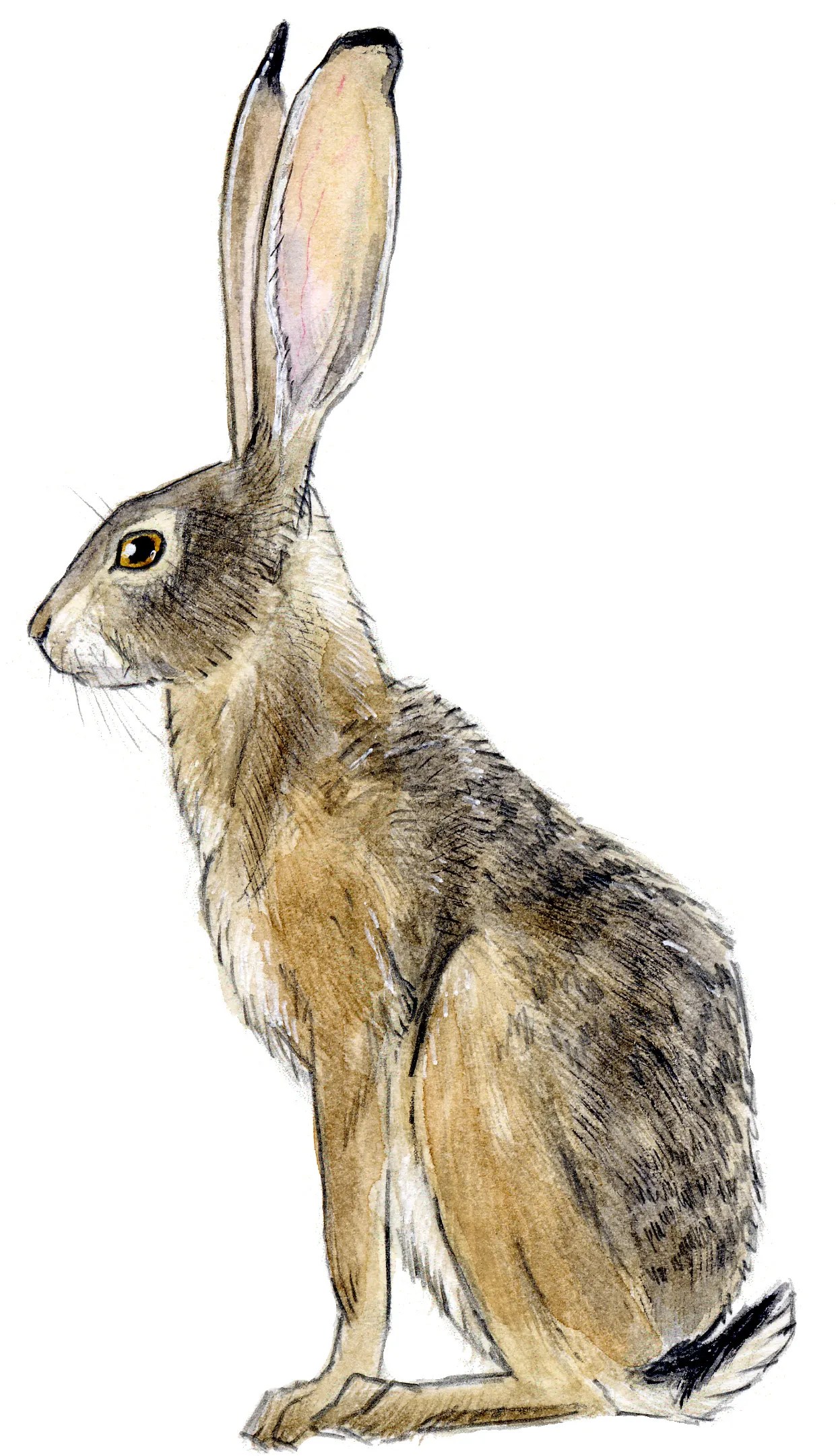 Jackrabbit blacktail John Muir Laws
