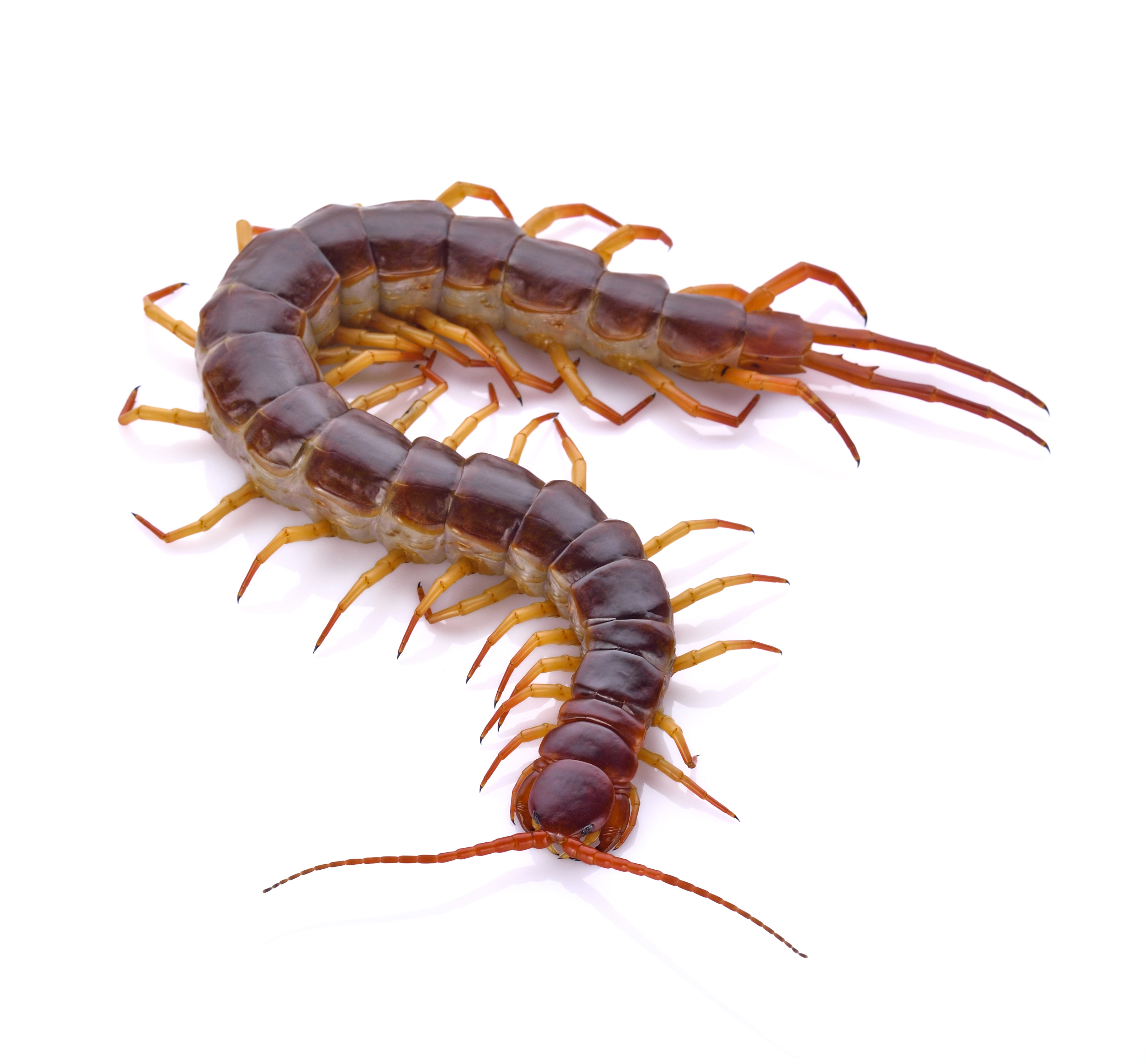 30 HD Can U Die From A Centipede Bite insectza