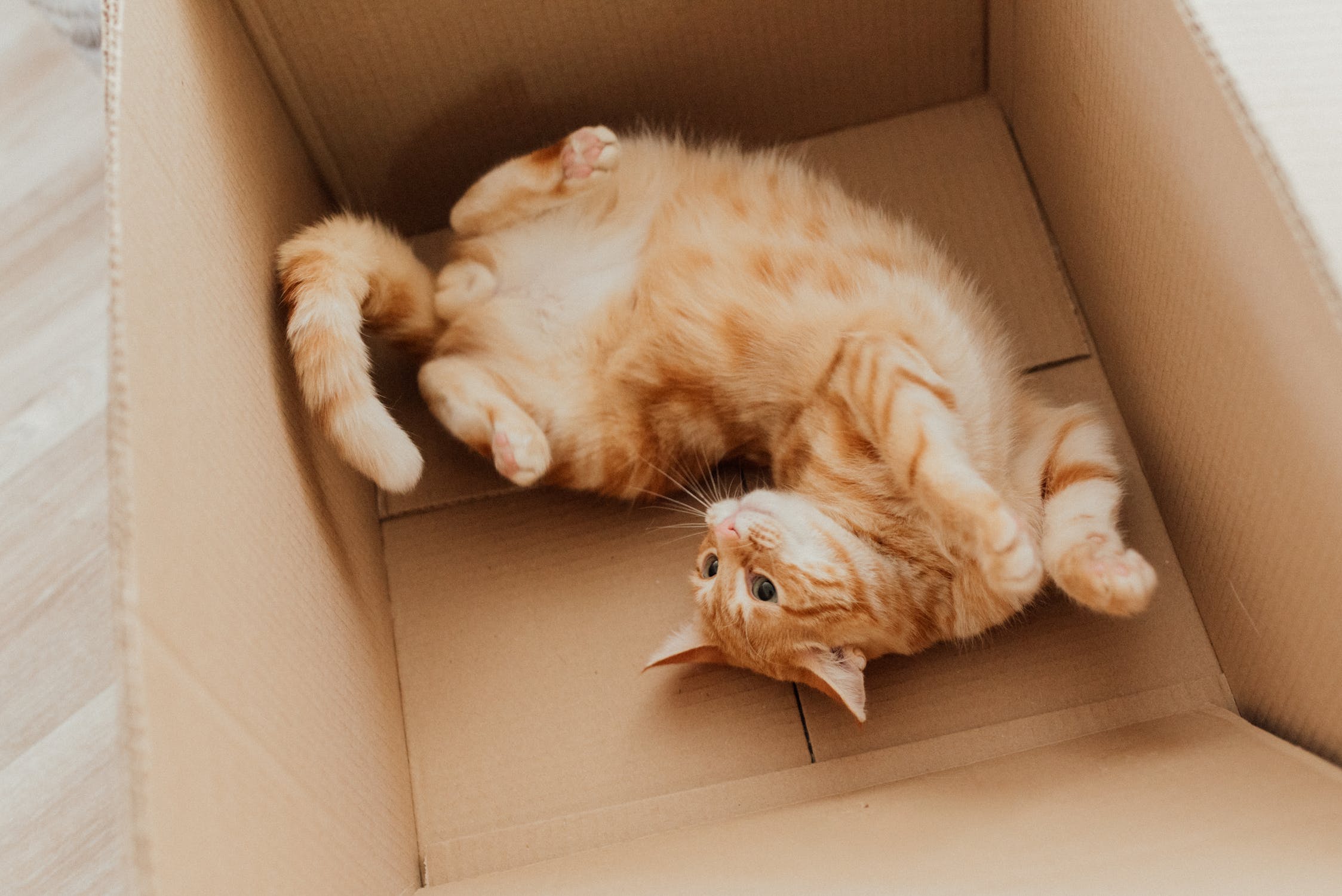 Why Do Cats Like Boxes? Johnny Holland